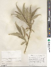 Salix lucida image