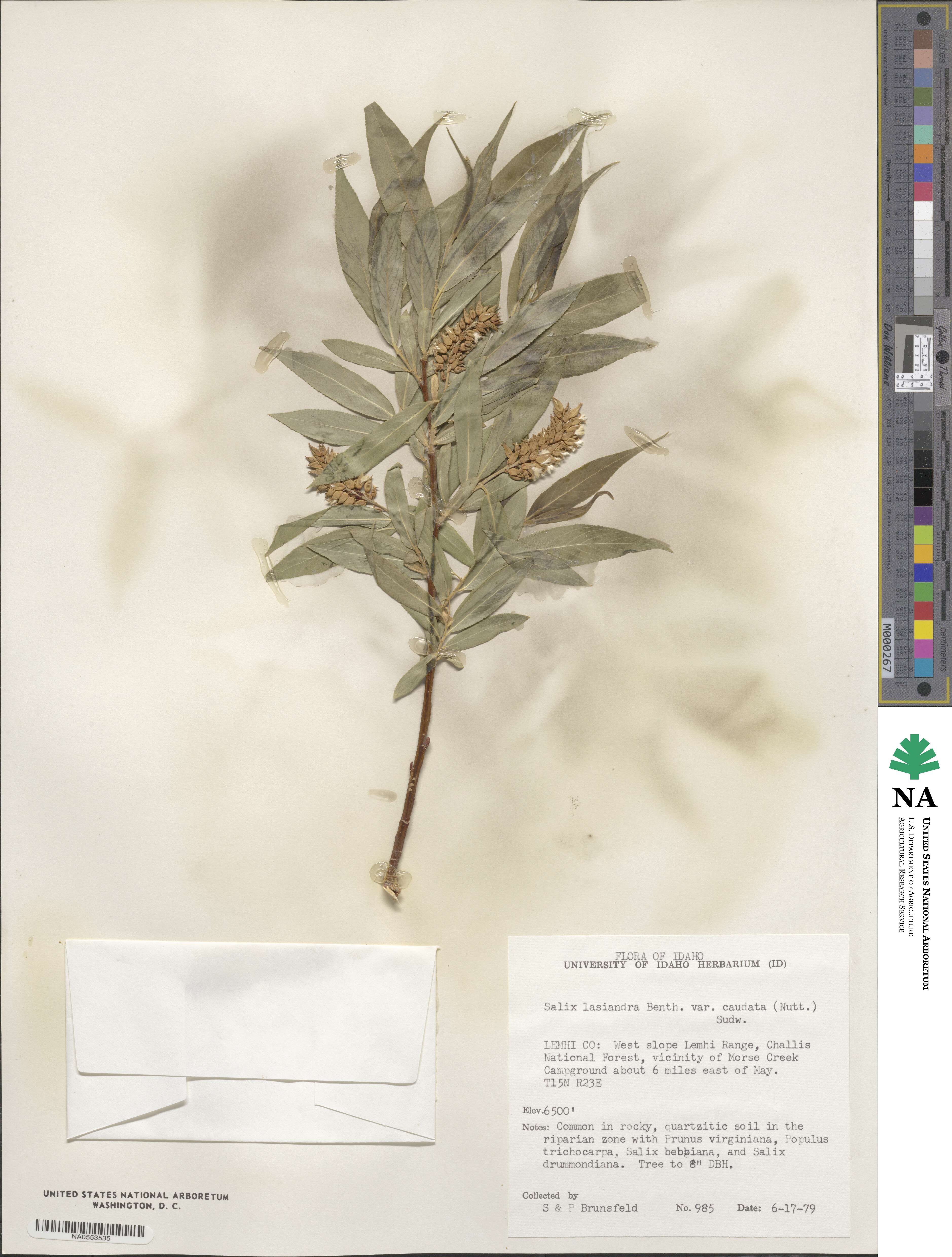 Salix lucida subsp. caudata image