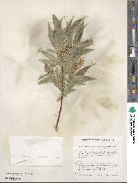 Salix lucida subsp. caudata image