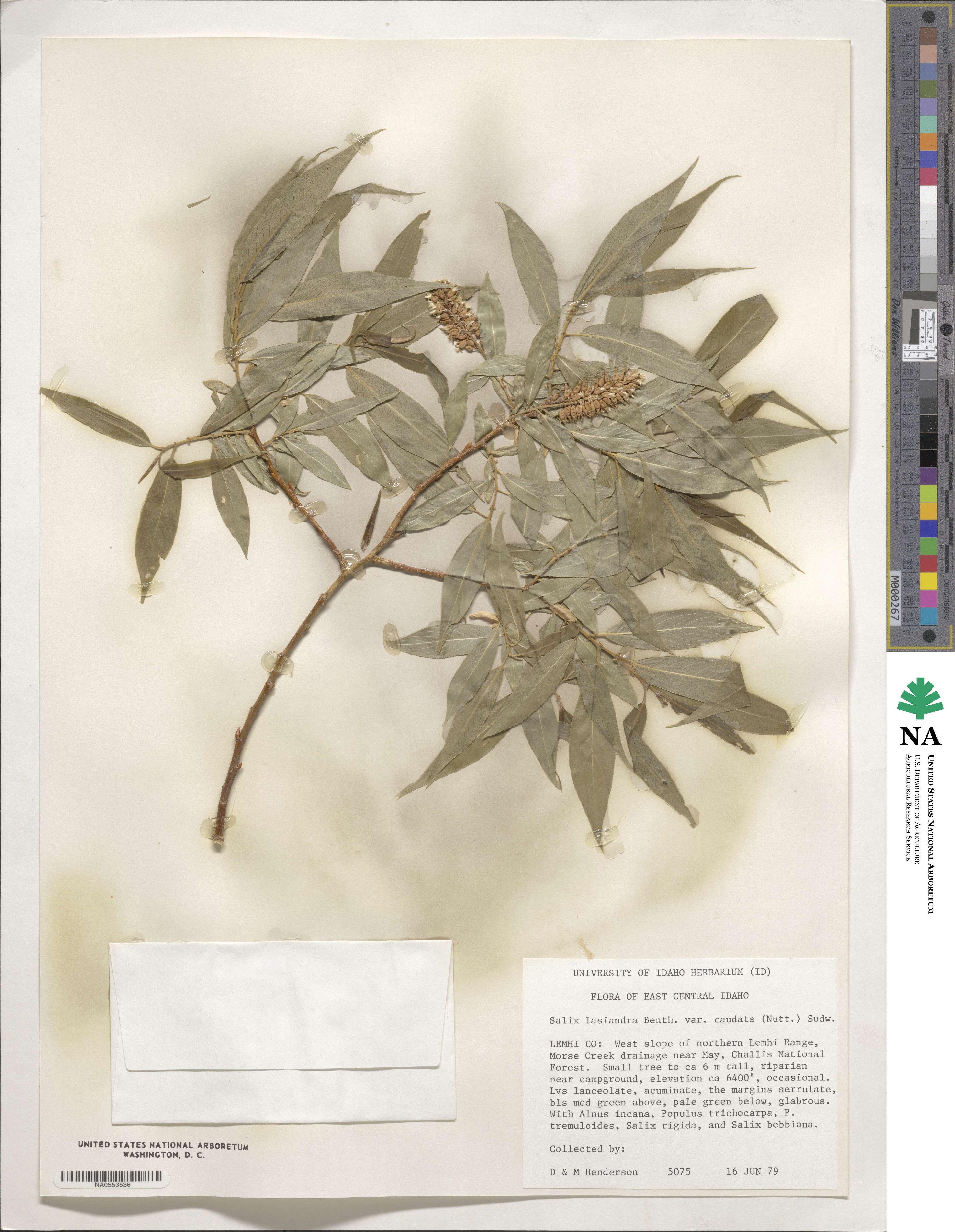 Salix lucida subsp. caudata image