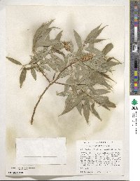 Salix lucida subsp. caudata image