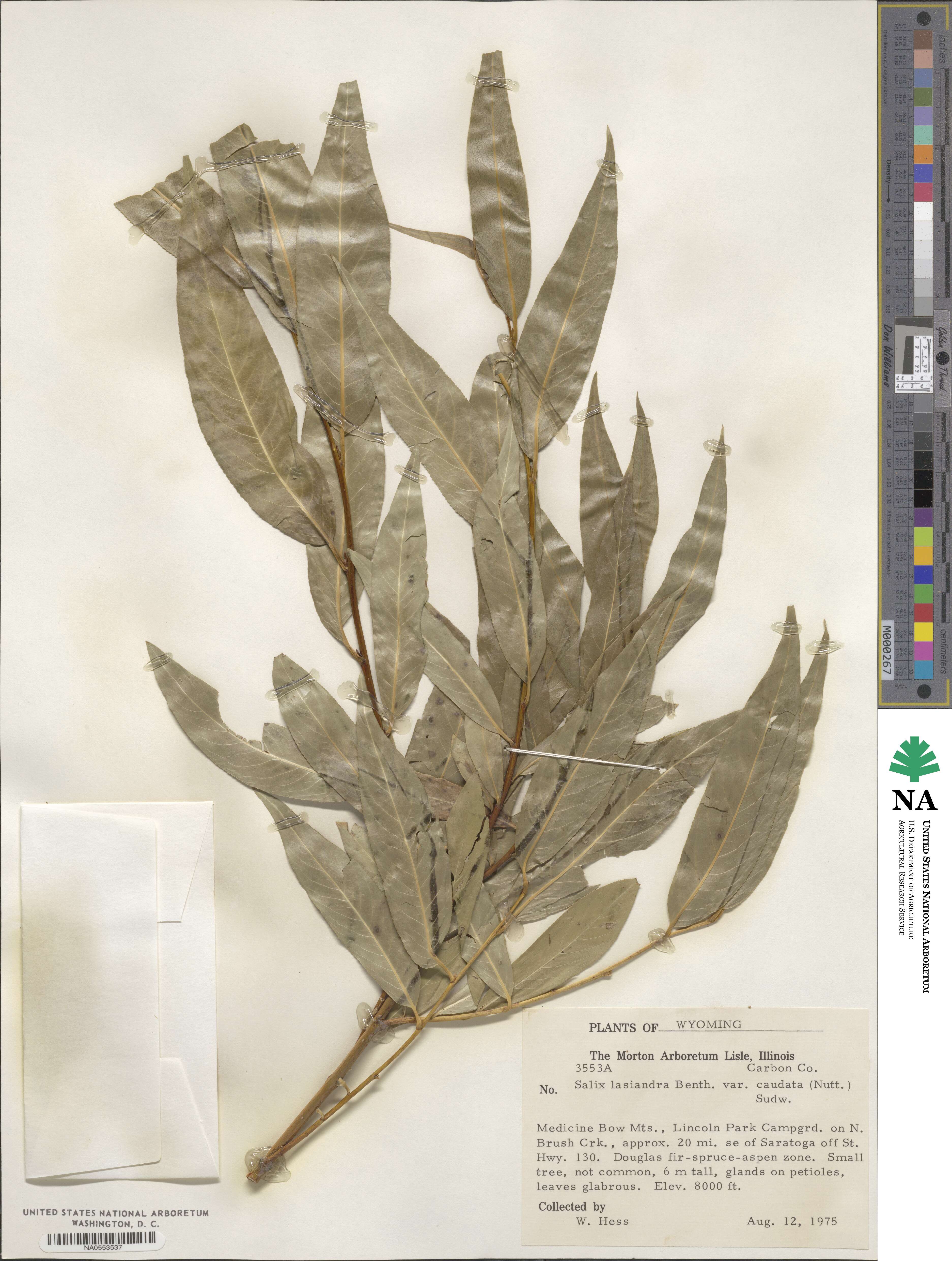 Salix lucida subsp. caudata image