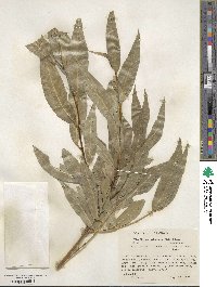 Salix lucida subsp. caudata image