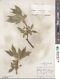 Salix lucida subsp. caudata image