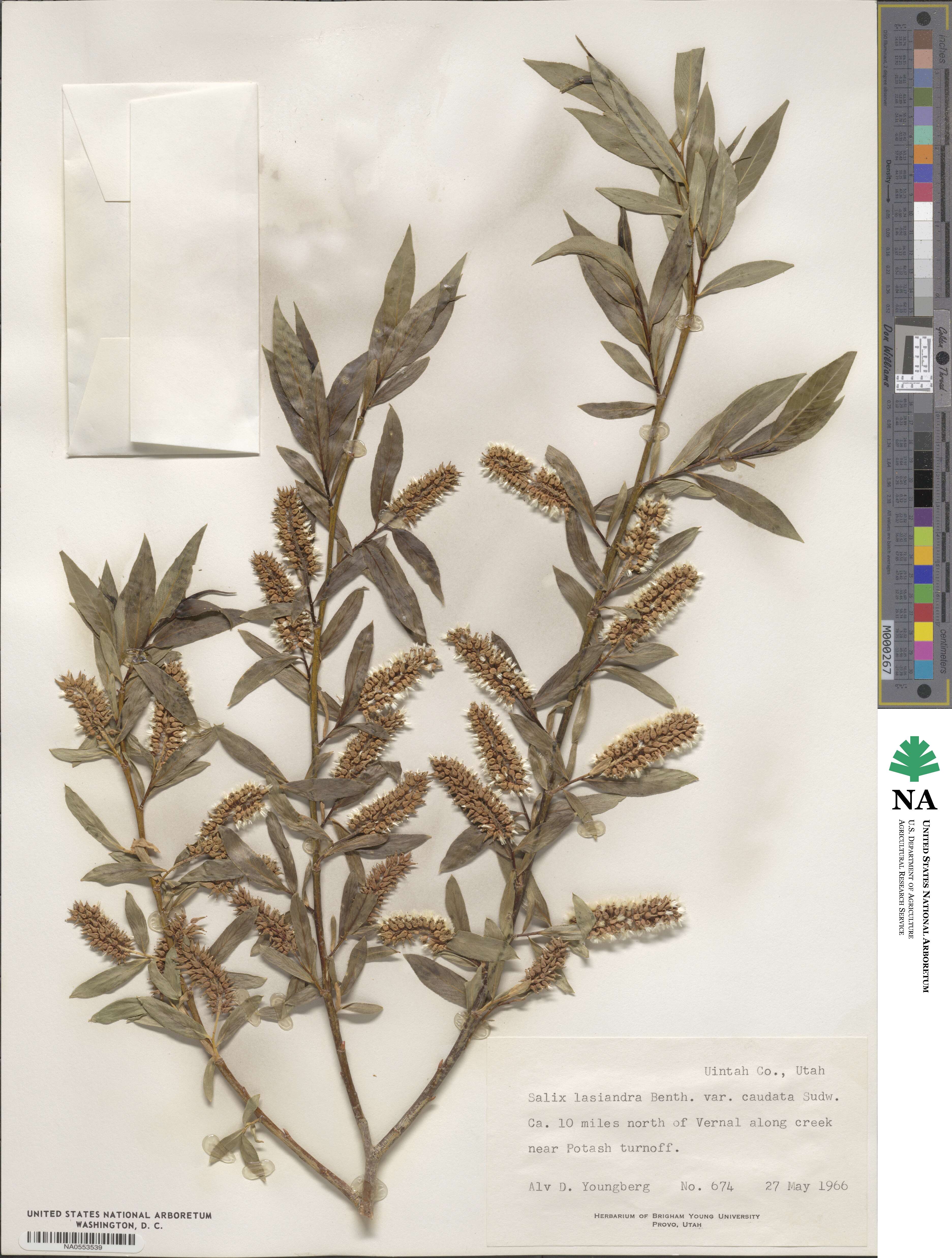 Salix lucida subsp. caudata image