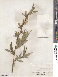 Salix lucida subsp. caudata image