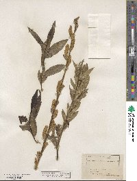 Salix lucida subsp. caudata image