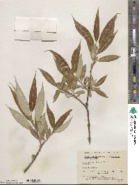 Salix lucida image