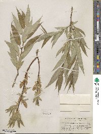 Salix lucida subsp. lasiandra image