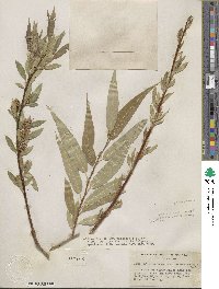 Salix lucida subsp. lasiandra image