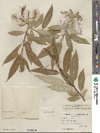 Salix lucida subsp. lasiandra image