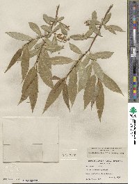 Salix lucida image