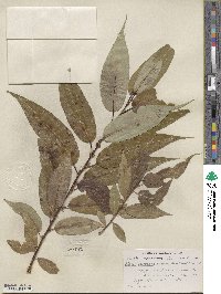 Salix lucida image