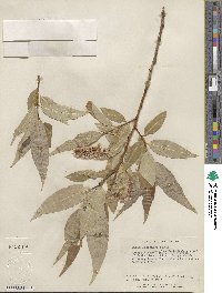 Salix lucida subsp. lasiandra image