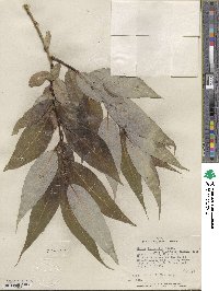 Salix lucida subsp. lasiandra image