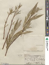 Salix lucida subsp. lasiandra image