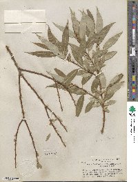 Salix lucida image