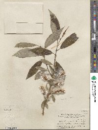 Salix lucida subsp. lasiandra image