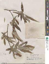 Salix lucida image