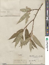 Salix lucida subsp. lasiandra image