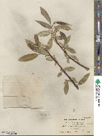 Salix lucida subsp. lasiandra image