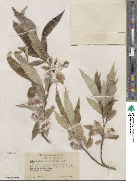 Salix lucida subsp. lasiandra image