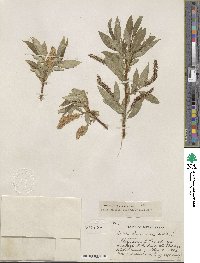 Salix lucida image