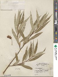 Salix lucida subsp. lasiandra image