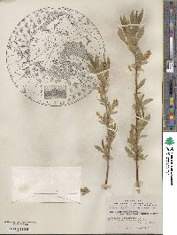 Salix lucida subsp. lasiandra image
