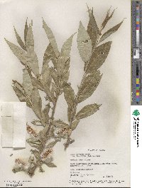 Salix lucida subsp. lasiandra image
