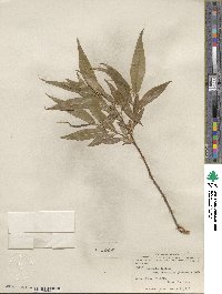 Salix lucida image