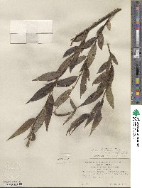 Salix lucida subsp. lasiandra image