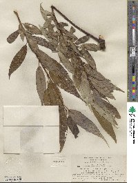 Salix lucida subsp. lasiandra image