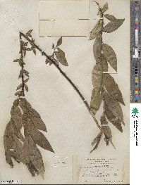 Salix lucida subsp. lasiandra image