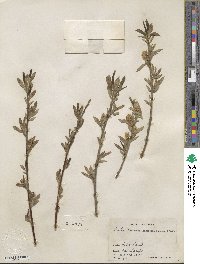 Salix lucida subsp. lasiandra image