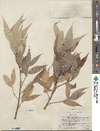 Salix lucida subsp. lasiandra image