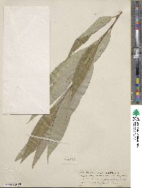 Salix lucida subsp. lasiandra image