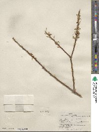 Salix lucida subsp. lasiandra image