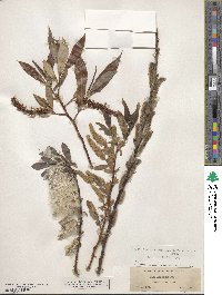 Salix lucida image