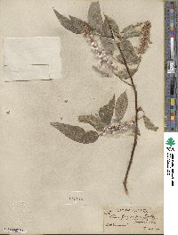 Salix lucida subsp. lasiandra image
