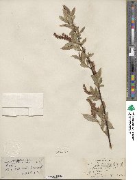 Salix lucida subsp. lasiandra image