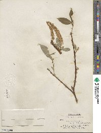Salix lucida subsp. lasiandra image