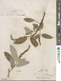Salix lucida subsp. lasiandra image