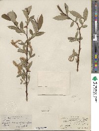 Salix lucida subsp. lasiandra image