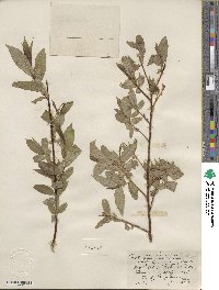 Salix lucida subsp. lasiandra image