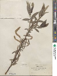 Salix lucida subsp. lasiandra image