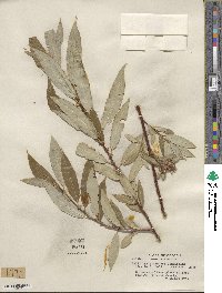Salix lucida subsp. lasiandra image