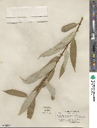 Salix lucida subsp. lasiandra image