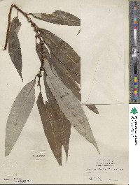 Salix lucida subsp. lasiandra image