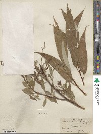 Salix lucida subsp. lasiandra image